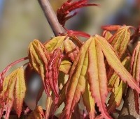 Acer palmatum 'Ueno Yama' - Japanse Esdoorn 'Ueno Yama' - voorjaar. jong blad