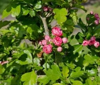 Crataegus leavigata 'Paul's Scarlet' - Rode Meidoorn - 2