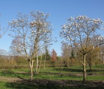 Magnolia x Loebnerii 'Merrill' jonge bomen