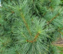 Pinus wallichiana 'Densa'