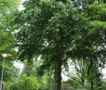 Turkse Hazelaar volwassen boom