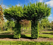 carpinus setje dakvorm
