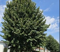 Tilia tomentosa 'Brabant' - Zilverlinde 'Brabant' - 4