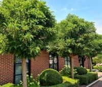 Robinia pseudoacacia 'Umbraculifera' - Bolacacia - 1