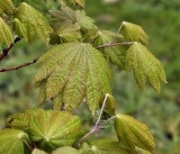 Acer japonicum 'Vitifolium' - Japanse Esdoorn 'Vitifolium' - 1