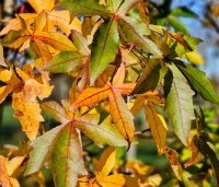 Liquidambar styraciflua 'Palo Alto' - Amberboom 'Palo Alto' - 3