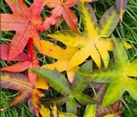 Liquidambar styraciflua 'Palo Alto' - Amberboom 'Palo Alto' - 4
