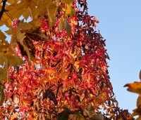 Liquidambar styraciflua 'Palo Alto' - Amberboom 'Palo Alto' - 2