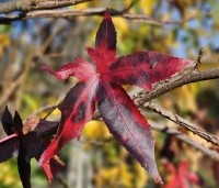 Liquidambar styraciflua 'Palo Alto' - Amberboom 'Palo Alto' - 1