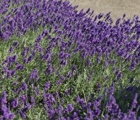 Lavandula angustifolia 'Munstead' - Lavendel - 2