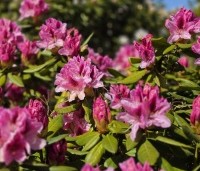 Rhododendron 'Cosmopolitan' - Rododendron 'Cosmopolitan' - 1