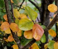 Fagus sylvatica 'Rotundifolia' - Rondbladige dwergbeuk - herfst