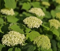 Hydrangea arb. 'Incrediball Strong Annabelle'  - Hortensia 'Incrediball Strong Annabelle' - 1