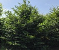 Taxus baccata - Venijnboom - bossig en organisch juli 2026