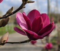 Magnolia 'Emperor' - Magnolia 'Emperor' - 4