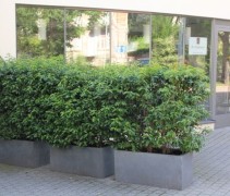 Prunus Lusitanica