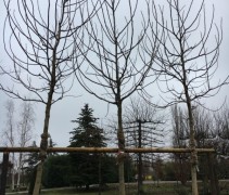 Walnoot, juglans regia