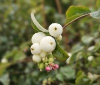 Symphoricarpos doorenbosii 'White Hedge' - Sneeuwbes  'White Hedge' - juli