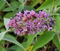 Buddleja davidii 'Flower Power' - Vlinderstruik 'Flower Power' - 1