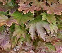 Acer platanoides 'Crimson Sentry' - Roodbladige Noordse Esdoorn - 2