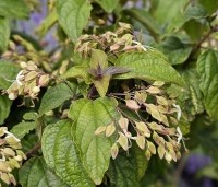 Clerodendrum trichotomum fargesii - Clerodendrum trichotomum  - 1