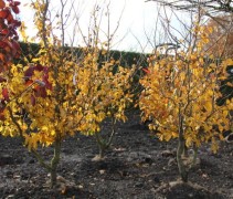 Parrotia persica Vanessa