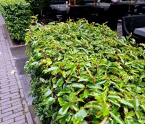 Prunus lusitanica 'Augustifolia'