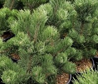 Pinus nigra 'Oregon Green' - Oostenrijkse den 'Oregon Green' - 1