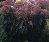 Eupatorium uit Borderpakket Zon H