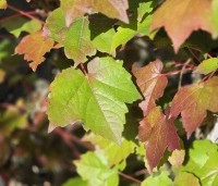 Parthenocissus tricuspidata 'Veitchii' - Wilde Wingerd Quickhedge - 2