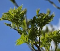 Sorbus 'Dodong' - Lijsterbes 'Dodong' - 3