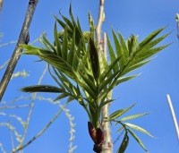 Sorbus 'Dodong' - Lijsterbes 'Dodong' - 4