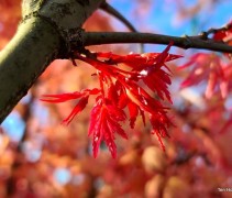 Acer palmatum 'Deshojo' april