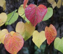 Cercis canadensis 'Ruby Falls'