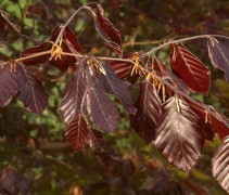 Fagus sylvatica 'Atropunicea'