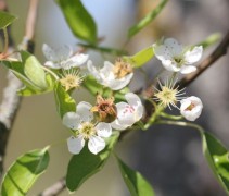 Pyrus communis 'Doyenne du Comice' bloesem