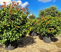 Photinia fraserii 'Red Robin' bolvorm