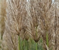 Cortaderia selloana 'Pumila' - Pampasgras 'Pumila' - 3