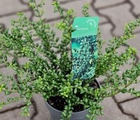 Ilex crenata 'Convexa' - Japanse hulst - 3