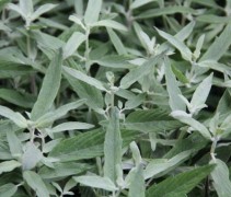 Caryopteris x cl. 'Blue Empire'