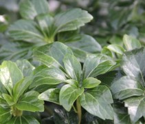 Pachysandra terminalis 'Green Sheen'
