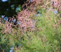 Tamarisk in struikvorm