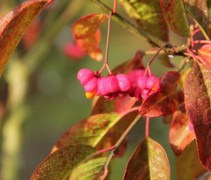 Euonymus red cascade herfst