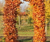 Groene beuk, boogvorm in herfstblad
