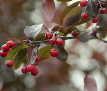 Malus toringo 'Freja'