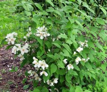 Philadelphus 'Belle Etoile'