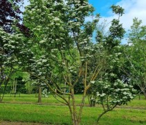 Crataegus x lavallei 'Carrierei'