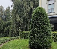 Taxus baccata - Venijnboom - vormsnoei kegel