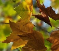 Platanus hispanica - Plataan - 6