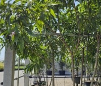 Catalpa erubescens 'Purpurea' - Purperkleurige trompetboom - 18